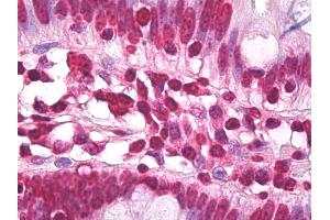 Anti-H3F3A antibody IHC of human small intestine. (Histone H3.3 antibody  (AA 100-150))
