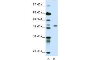 WB Suggested Anti-DEAF1 Antibody Titration:  0.