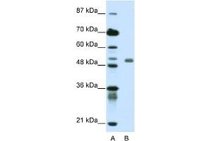 WB Suggested Anti-DEAF1 Antibody Titration:  0. (DEAF1 antibody  (C-Term))