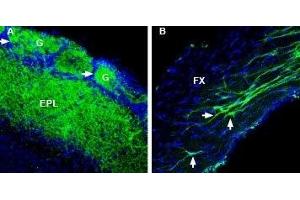 Expression of RIC-3 in mouse olfactory bulb and fornix - Immunohistochemical staining of perfusion-fixed frozen mouse brain sections with Anti-RIC3 Antibody (ABIN7043599, ABIN7044633 and ABIN7044634), (1:400), followed by goat-anti-rabbit-AlexaFluor-488. (RIC3 antibody  (C-Term, Intracellular))