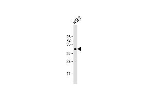 Western blot analysis of SIRT6 Antibody (C-term) (ABIN390181 and ABIN2840672) in mouse stomach tissue lysates (35 μg/lane). (SIRT6 antibody  (C-Term))