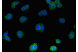 Immunofluorescent analysis of HepG2 cells using ABIN7156914 at dilution of 1:100 and Alexa Fluor 488-congugated AffiniPure Goat Anti-Rabbit IgG(H+L) (IL-4 antibody  (AA 25-153))