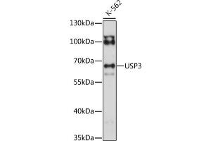 Western blot analysis of extracts of K-562 cells, using USP3 antibody (ABIN7271156) at 1:1000 dilution. (USP3 antibody  (AA 321-520))