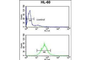 Flow cytometry analysis of HL-60 cells (bottom histogram) compared to a negative control cell (top histogram). (PSME2 antibody  (AA 61-91))