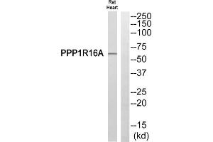 Western blot analysis of extracts from Rat heart cells, using PPP1R16A antibody. (PPP1R16A antibody  (Internal Region))