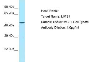 Host: RabbitTarget Name: LIMS1Antibody Dilution: 1. (LIMS1 antibody  (C-Term))