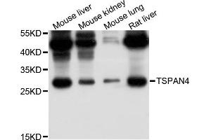 Western blot analysis of extract of various cells, using TSPAN4 antibody. (TSPAN4 antibody)