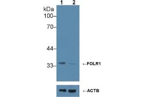 Western Blotting (WB) image for anti-Folate Receptor 1 (Adult) (FOLR1) (AA 25-234) antibody (ABIN7436045)