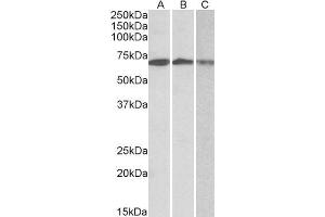 ABIN1782147 (0. (OAS2 antibody  (AA 357-371))