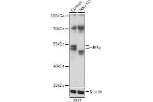Western blot analysis of extracts from normal (control) and IKKγ knockout (KO) 293T cells, using IKKγ antibody (ABIN6130478, ABIN6142284, ABIN6142286 and ABIN7101404) at 1:1000 dilution. (IKBKG antibody  (AA 1-419))