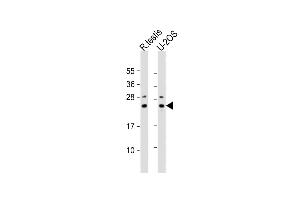 All lanes : Anti-PSMB9 Antibody (CTerm) at 1:2000 dilution Lane 1: rat testis lysate Lane 2: U-2OS whole cell lysate Lysates/proteins at 20 μg per lane. (PSMB9 antibody  (AA 189-219))