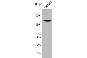 Western Blot analysis of COLO205 cells using PARD3A Polyclonal Antibody (PARD3 antibody  (C-Term))