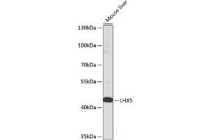 Western blot analysis of extracts of Mouse liver using LHX5 Polyclonal Antibody at dilution of 1:1000. (LHX5 antibody)