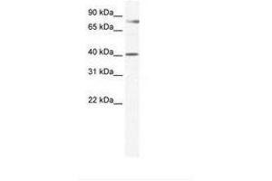 Image no. 1 for anti-TEA Domain Family Member 3 (TEAD3) (AA 281-330) antibody (ABIN6736164) (TEAD3 antibody  (AA 281-330))