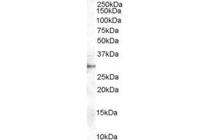 Western Blotting (WB) image for anti-Dimethylarginine Dimethylaminohydrolase 2 (DDAH2) (AA 273-285) antibody (ABIN296910) (DDAH2 antibody  (AA 273-285))