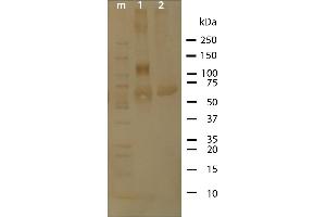 Western Blot analysis of ABIN1047989 purity. (Osteopontin Protein)