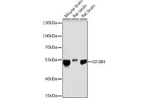 Western blot analysis of extracts of various cell lines, using EIF2B4 Rabbit pAb (ABIN7267037) at 1:1000 dilution. (EIF2B4 antibody)