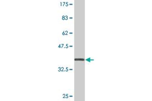 ZNF461 antibody  (AA 121-218)
