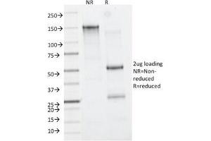 SDS-PAGE Analysis of Purified, BSA-Free CD11b Antibody (clone M1/70).