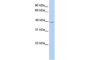 WB Suggested Anti-NEK6 Antibody Titration:  0.