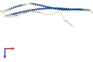 AlphaFold protein structure predicition of Human Recombinant KRT32 Protein, UniprotID Q14532 (KRT32 Protein (AA 1-448) (His tag))