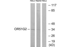 Western blot analysis of extracts from HeLa cells and HepG2 cells, using OR51G2 antibody.