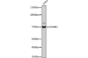 Western blot analysis of extracts of HeLa cells, using STXBP1 Rabbit mAb (ABIN7270689) at 1:1000 dilution. (STXBP1 antibody)