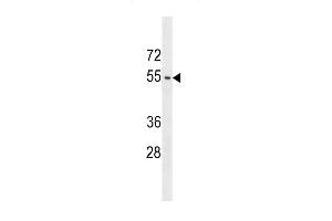 ACTL9 Antibody (N-term) (ABIN1539193 and ABIN2848992) western blot analysis in  cell line lysates (35 μg/lane). (ACTL9 antibody  (N-Term))