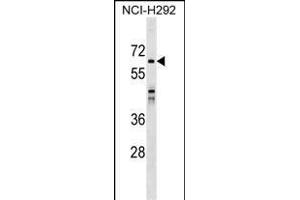 SNX33 Antibody (C-term) (ABIN1537252 and ABIN2849197) western blot analysis in NCI- cell line lysates (35 μg/lane).