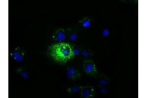 Immunofluorescence (IF) image for anti-Membrane Protein, Palmitoylated 3 (MAGUK P55 Subfamily Member 3) (MPP3) antibody (ABIN1499548) (MPP3 antibody)
