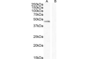 ABIN768552 (0. (Angiopoietin 1 antibody  (Internal Region))