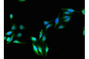 Immunofluorescent analysis of Hela cells using ABIN7143656 at dilution of 1:100 and Alexa Fluor 488-congugated AffiniPure Goat Anti-Rabbit IgG(H+L) (ADH5 antibody  (AA 14-130))