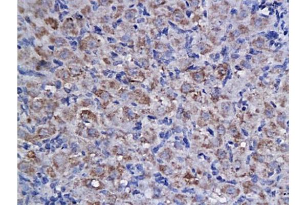 Cyclin F antibody  (AA 451-550)