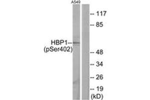 Western blot analysis of extracts from A549 cells treated with PMA 125ng/ml 30', using HBP1 (Phospho-Ser402) Antibody. (HBP1 antibody  (pSer402))