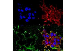 Immunocytochemistry/Immunofluorescence analysis using Mouse Anti-LRP4 (Extracellular) Monoclonal Antibody, Clone S207-27 . (LRP4 antibody  (AA 26-350) (PerCP))