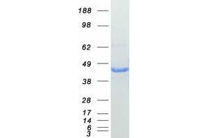 Western Blotting (WB) image for Glutamine Synthetase (GLN1) (Transcript Variant 1) protein (Myc-DYKDDDDK Tag) (ABIN2722011)