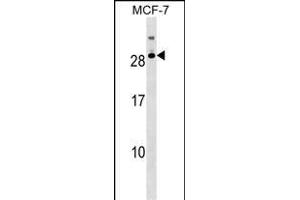 RNASE11 Antibody (Center) (ABIN1538568 and ABIN2849376) western blot analysis in MCF-7 cell line lysates (35 μg/lane). (RNASE11 antibody  (AA 68-95))