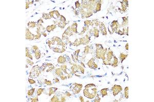 Immunohistochemistry of paraffin-embedded Human stomach using XBP1s antibody (ABIN7271399) at dilution of 1:100 (40x lens). (XBP1 antibody  (AA 300-376))