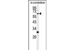 Western blot analysis of hRIPK3- (ABIN392275 and ABIN2841945) in mouse cerebellum tissue lysates (35 μg/lane). (RIPK3 antibody  (C-Term))