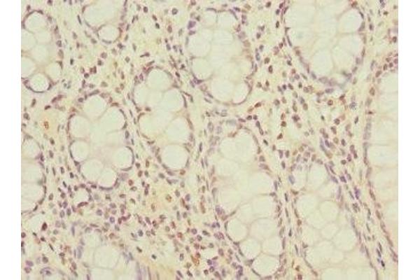 OGFR antibody  (AA 1-280)