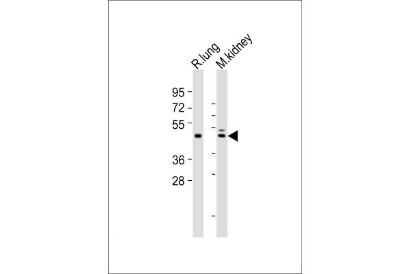 DBX1 antibody  (C-Term)