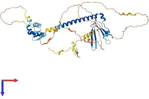 E2F1 Protein (AA 1-430) (His tag)