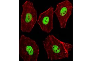 Fluorescent image of A549 cells stained with XAF1 Mouse Stk11 Antibody (C-term) (ABIN1537264 and ABIN2848945). (LKB1 antibody  (C-Term))