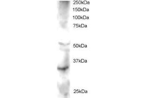 ABIN184718 staining (2µg/ml) of Human Heart lysate (RIPA buffer, 30µg total protein per lane). (FRAT2 antibody  (C-Term))