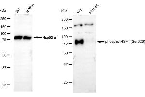 Western blotting analysis using phospho-HSF1 (Ser326) antibody (ABIN7798865).