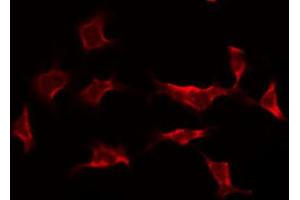 ABIN6268788 staining HeLa by IF/ICC. (Caspase 9 antibody  (Cleaved-Asp353))