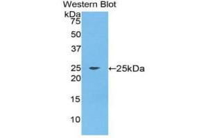 Western Blotting (WB) image for anti-Fibroblast Growth Factor 9 (FGF-9) (AA 1-208) antibody (ABIN1858877) (FGF9 antibody  (AA 1-208))
