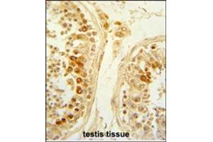 Formalin-Fixed and paraffin-Embedded Human testis tissue reacted with SFRP1 Antibody (N-term), which was peroxidase-conjugated to the secondary antibody, followed by DAB staining. (SFRP1 antibody  (N-Term))