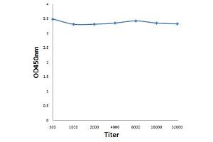 ELISA image for anti-Peroxisome Proliferator-Activated Receptor gamma (PPARG) (pSer112) antibody (ABIN703405)