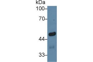Western Blot; Sample: Mouse Cerebrum lysate; Primary Ab: 1µg/ml Rabbit Anti-Mouse EGR4 Antibody Second Ab: 0.